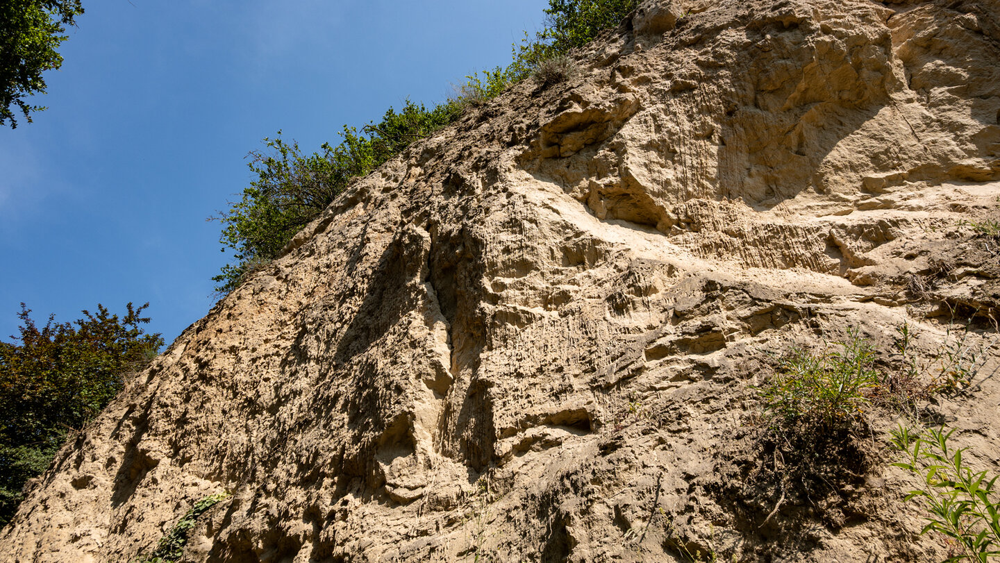 Lösswand am Bienenfresserpfad im Kaiserstuhl