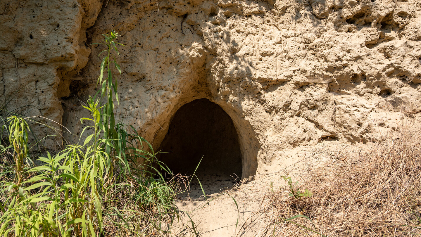 Lössstollen am Bienenfresserpfad