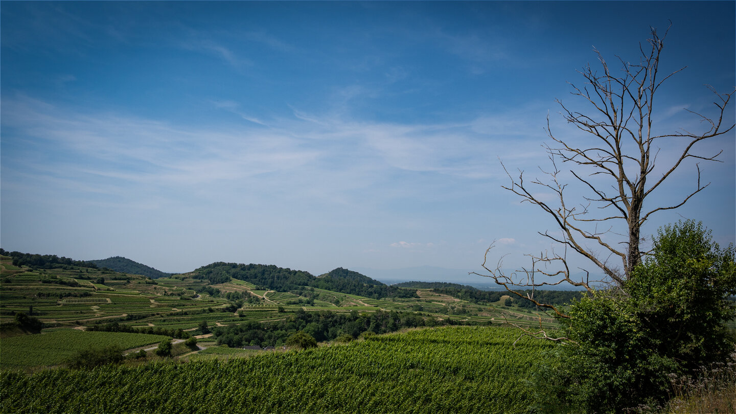 Ausblick vom Rüttibuck