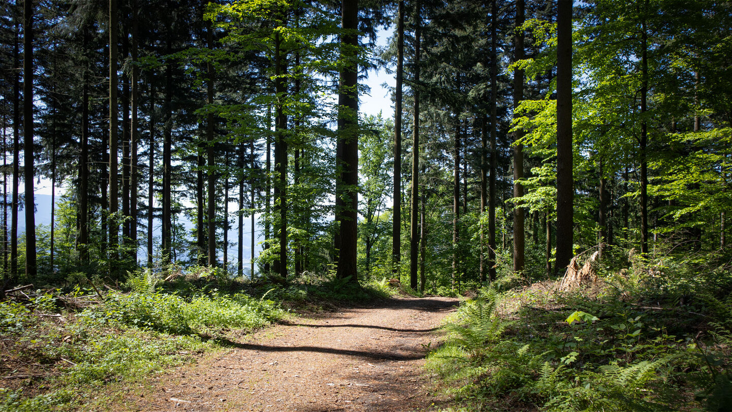 Wanderung auf dem Kappelrodecker Hexensteig