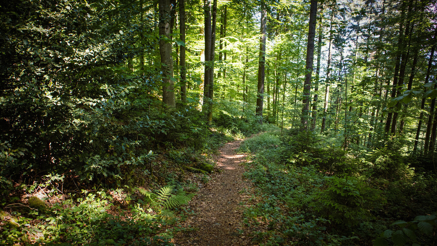 Wanderpfad Richtung Hexentanzplatz