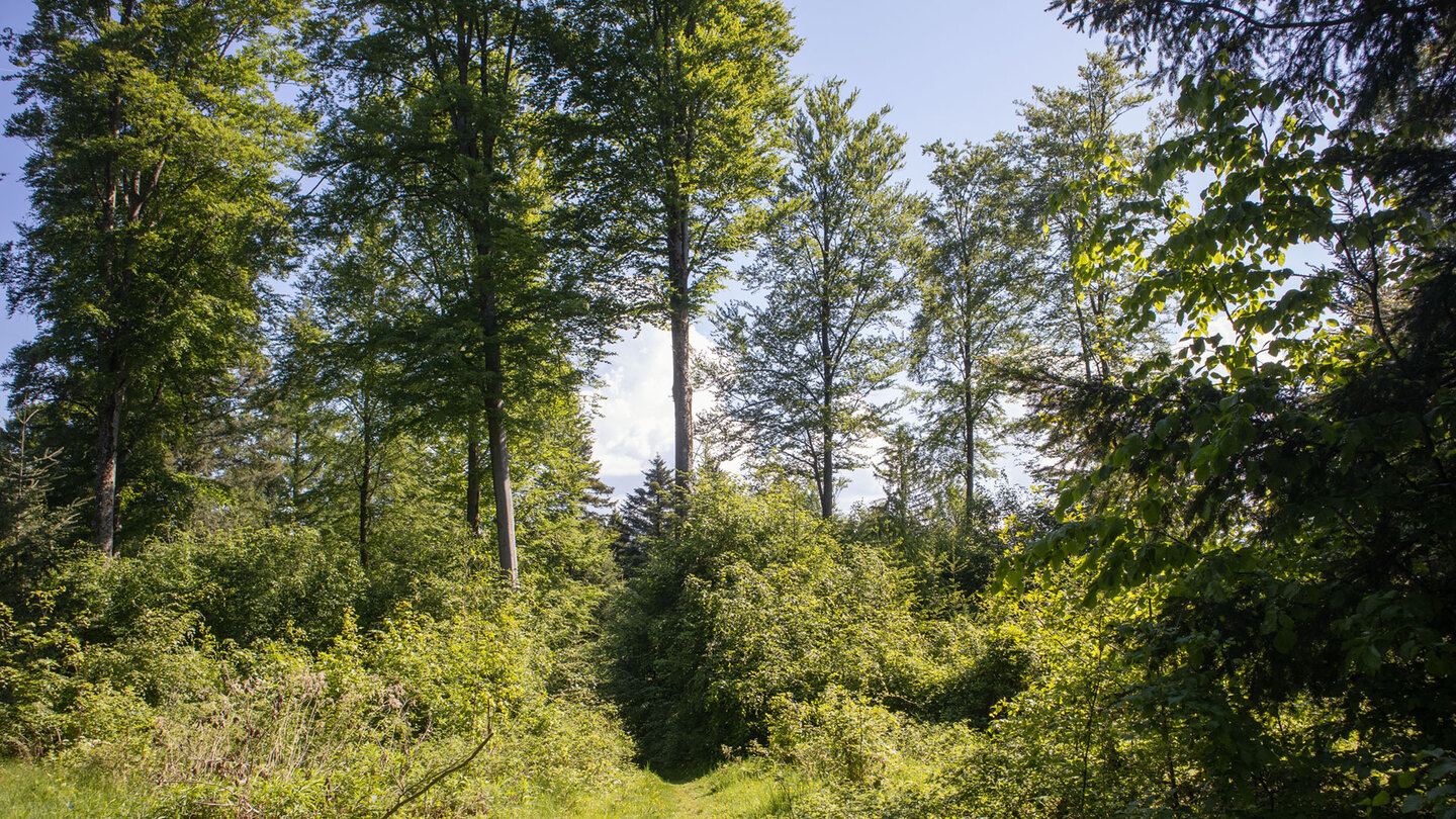 Wanderpfad zum Katzenschrofen