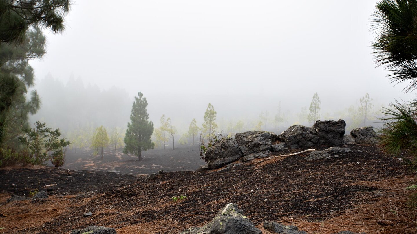 Nebel im Kiefernwald am Wanderweg um den Montaña Negra