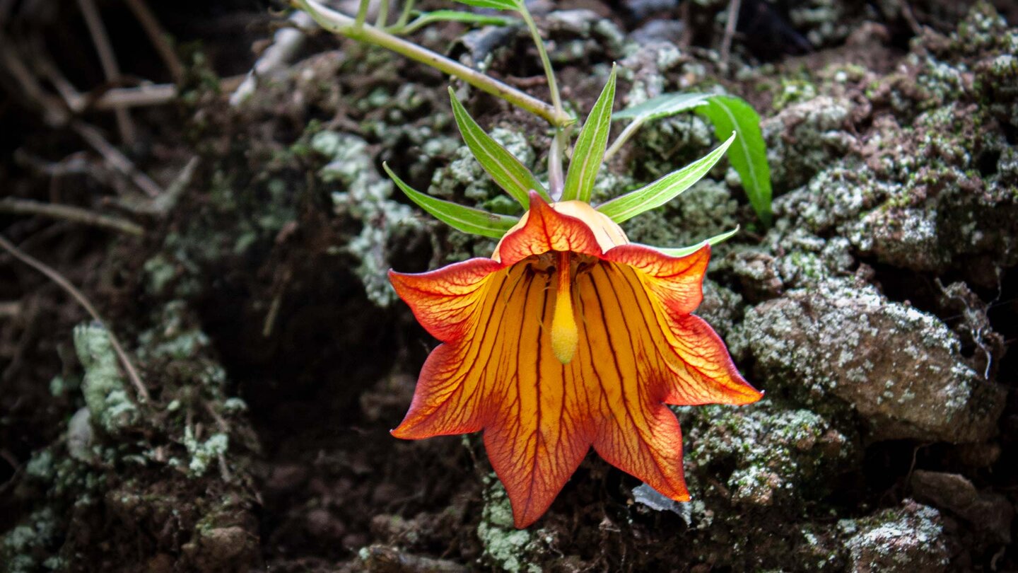 während der Wintermonate kann man auf Wanderungen im Anaga auf blühende Kanarenglockenblumen treffen gelb-rote Blüte einer Kanarenglockenblumen auf Wanderungen im Anaga
