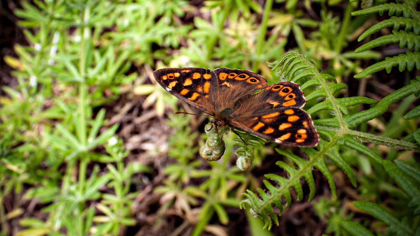 braun-orange gemusterter Schmetterling auf der Wanderung im Anaga