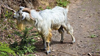 Ziegenbock bei Chamorga