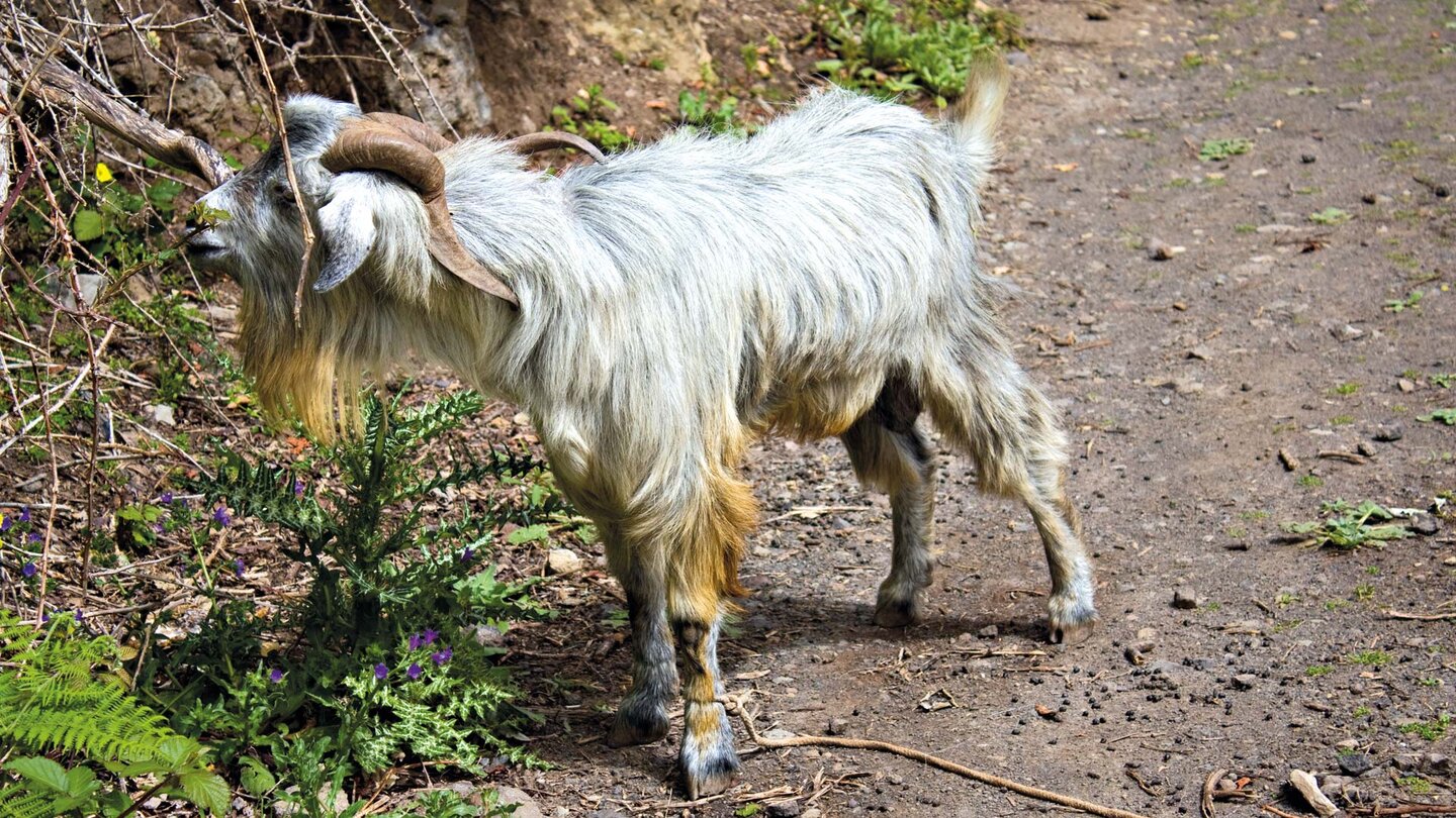 Ziegenbock am Anfang des Wanderwegs bei Chamorga Ziegenbock bei Chamorga