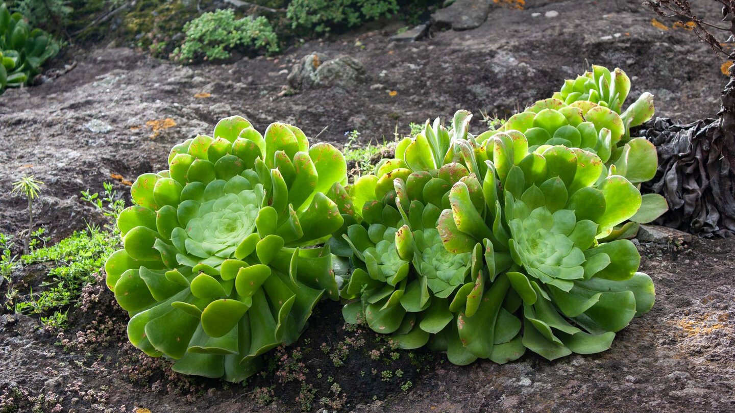 grüne Aeonium Pflanzen am Wanderweg im Anaga