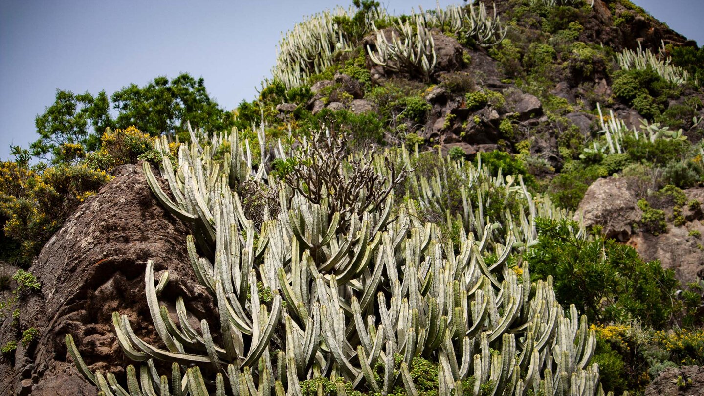 Wolfsmilchgewächse und gelb blühende Telinen bilden eine typische Vegetation in den Schluchten des Anaga Wolfsmilchgewächse bilden eine typische Vegetation in den Schluchten des Anaga