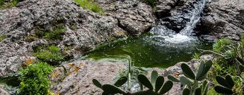 wilder Bauchlauf im Anaga bei Chamorga