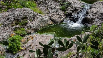 wilder Bauchlauf im Anaga bei Chamorga