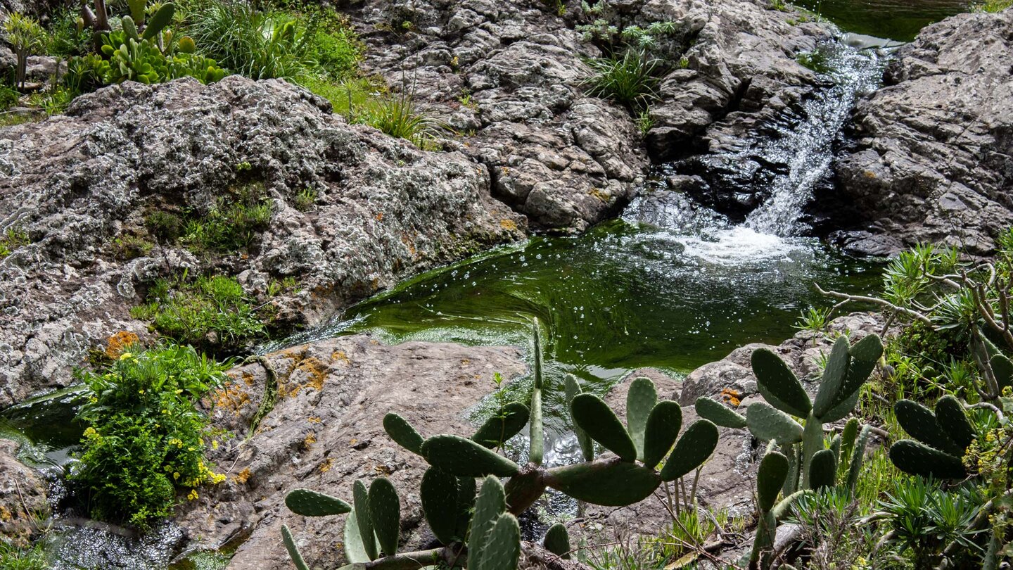 der Bauchlauf fällt durch verschiedene Wasserbassins zur Küste von Chamorga wilder Bauchlauf im Anaga bei Chamorga