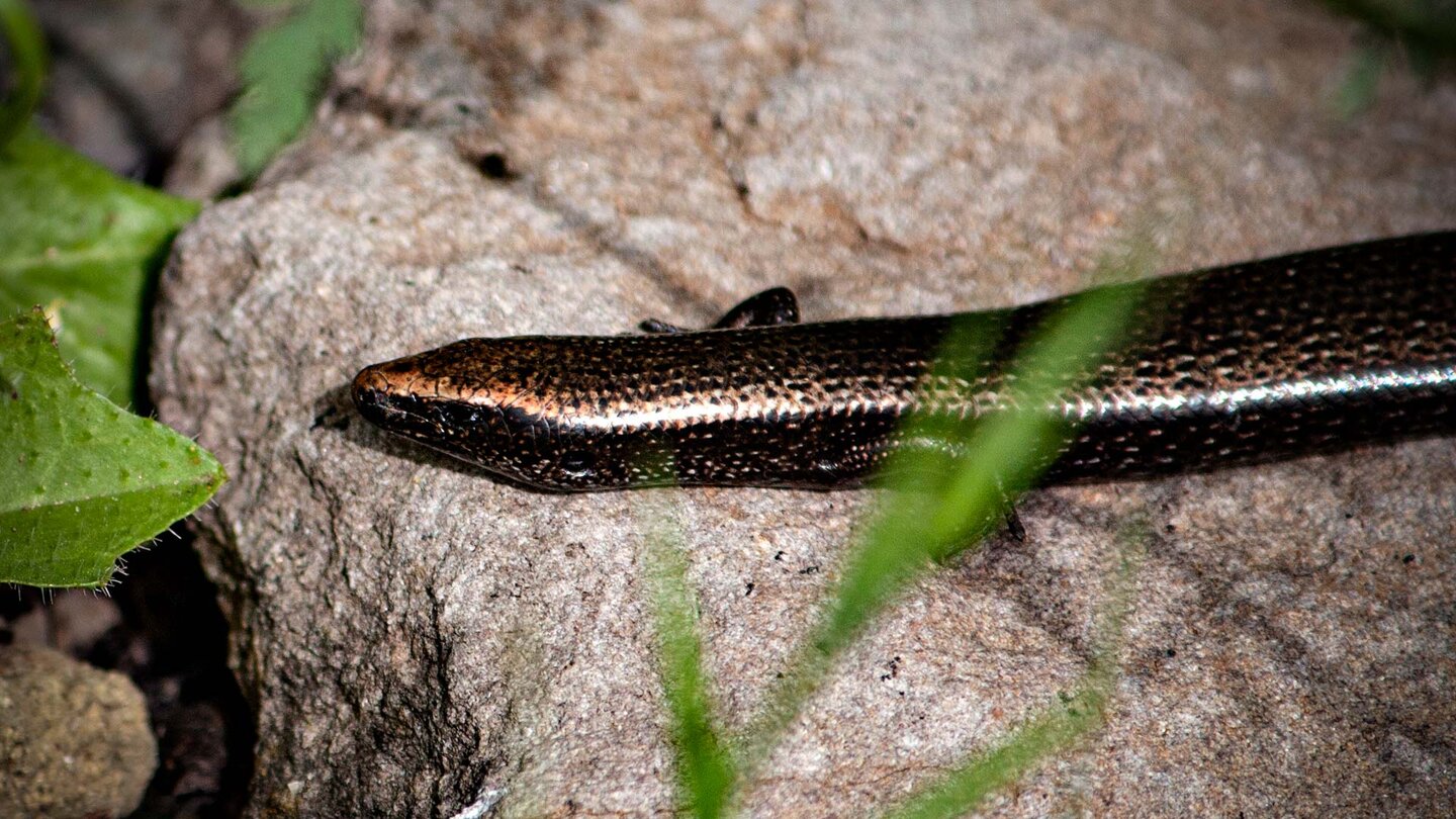 der kupferfarbig geschuppte Westkanarenskink ist selten anzutreffen der kupferfarbige Westkanarenskink im Anaga-Gebirge
