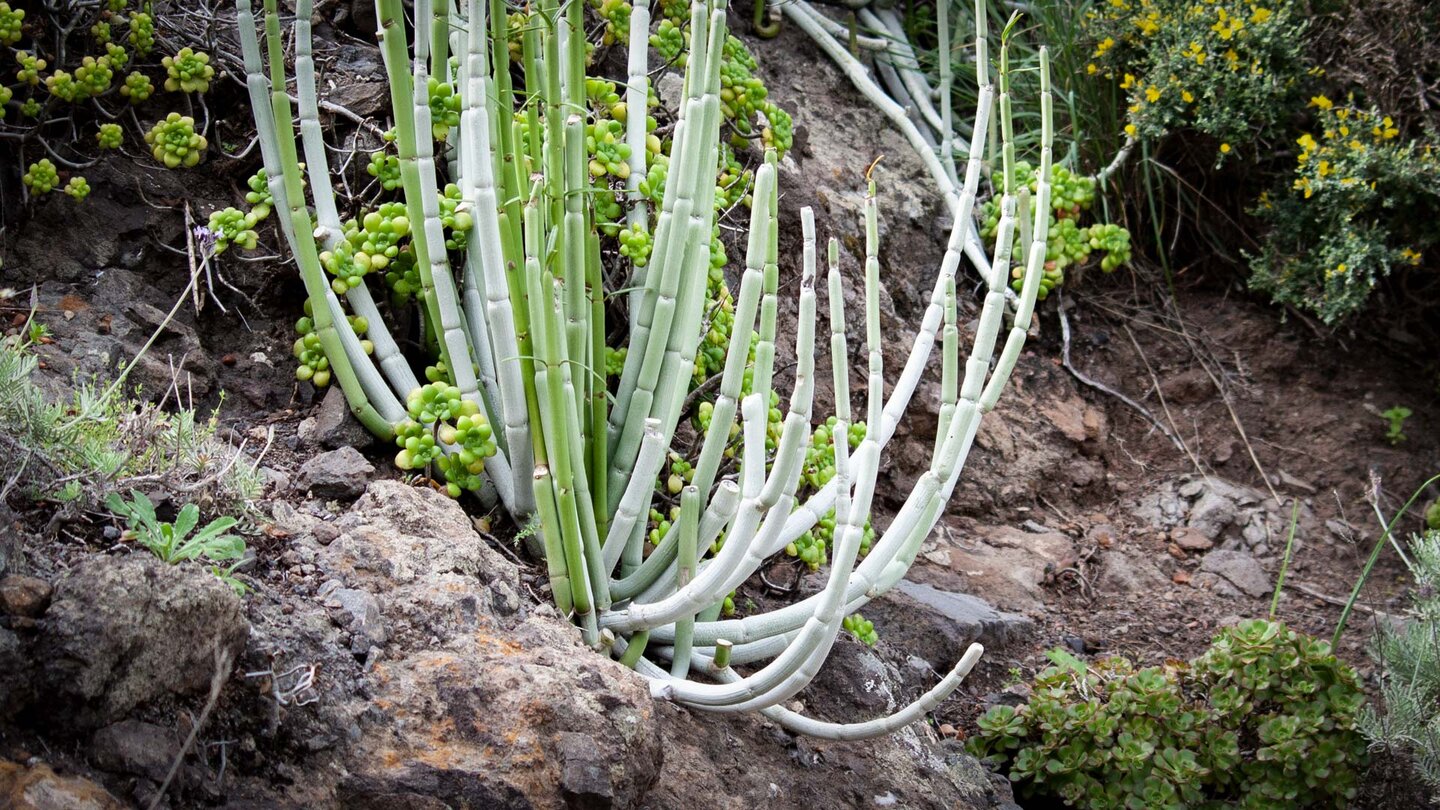 die Gabelige Leuchterblume kommt nur auf Teneriffa, La Palma und La Gomera auf den feuchteren Nordseiten der Inseln vor die seltene Gabelige Leuchterblume im Anaga
