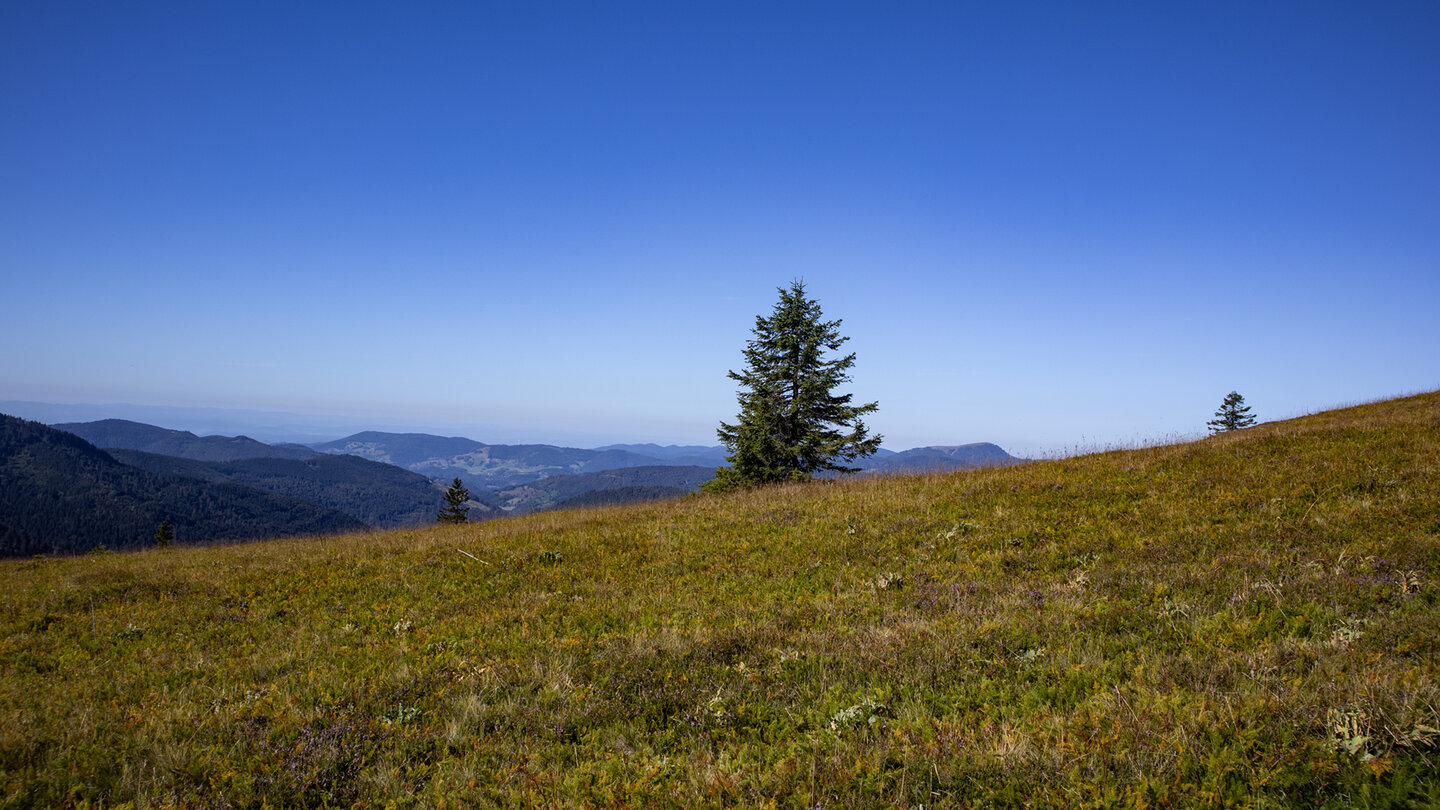 Wiesenlandschaft auf dem Feldberg