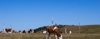Kuherde am Feldbergsteig