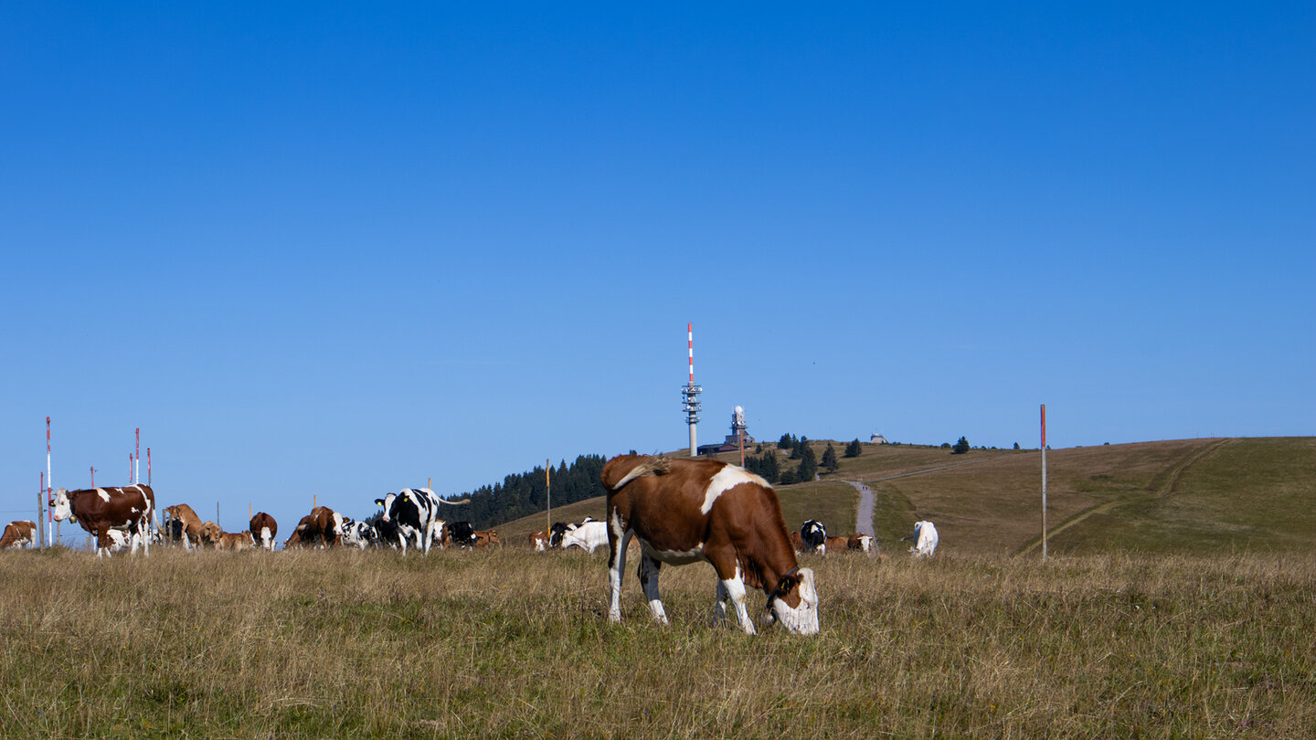 Kuherde am Feldbergsteig
