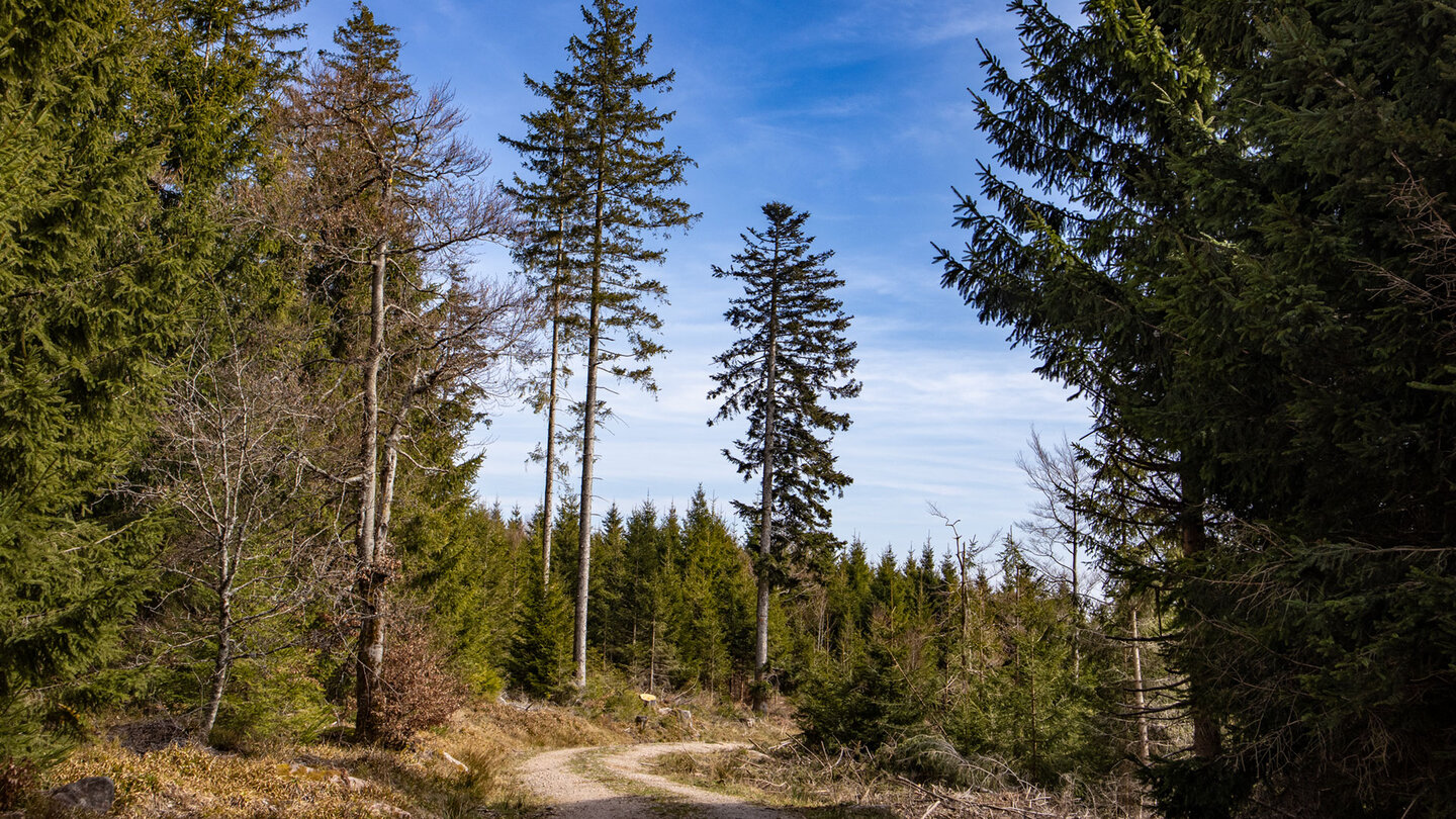 Wanderung auf breiten Forstwegen