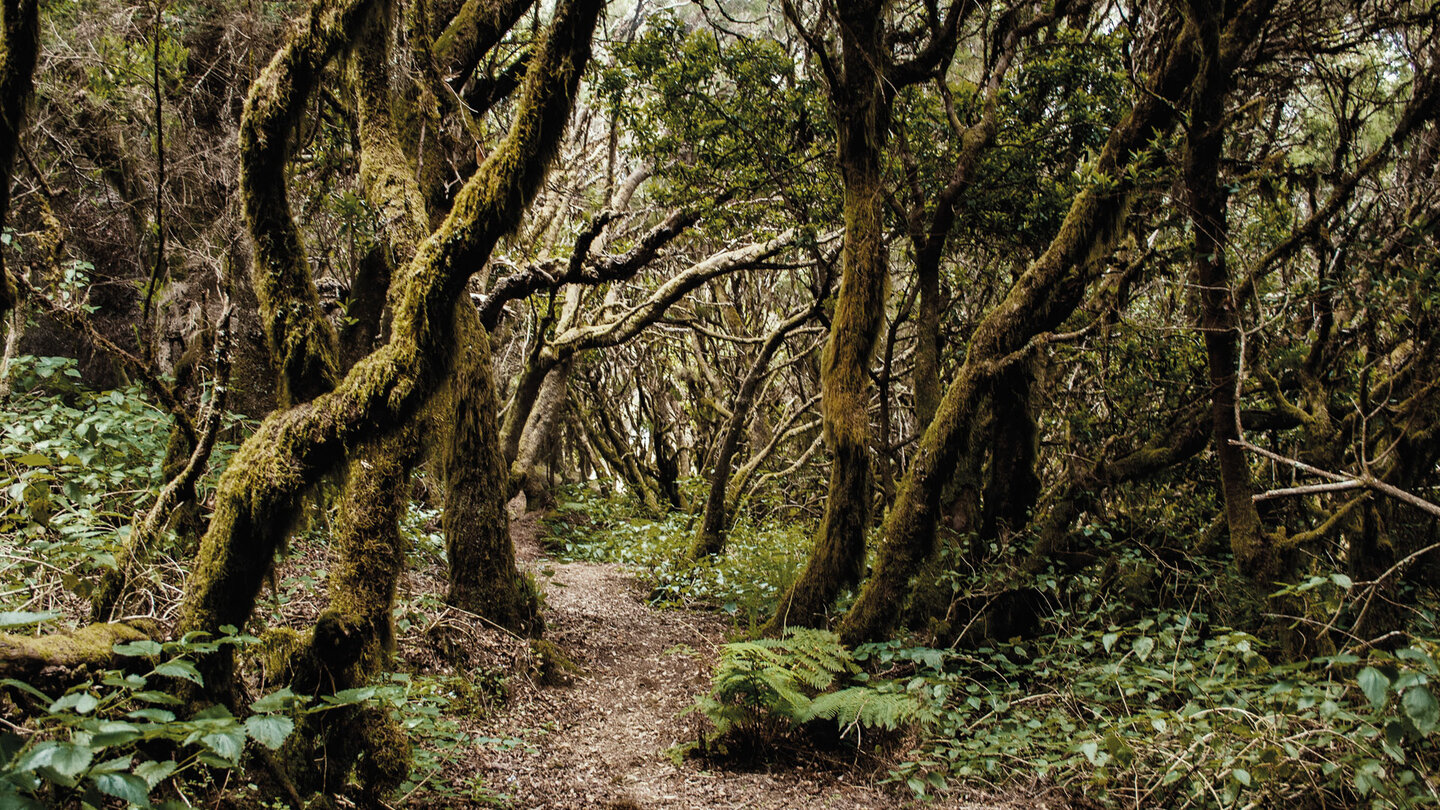 Wanderweg durch den Lorbeerwald in den Höhenlagen El Hierros