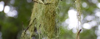 verzweigte Bartflechten aan den Zweigen der Bäume