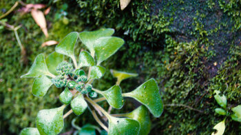 eine Aeoniumpflanze im Feuchtwald