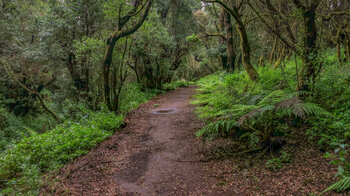 Wanderweg zwischen Gagelbäumen und Baumheide auf dem Camino de la Llanía