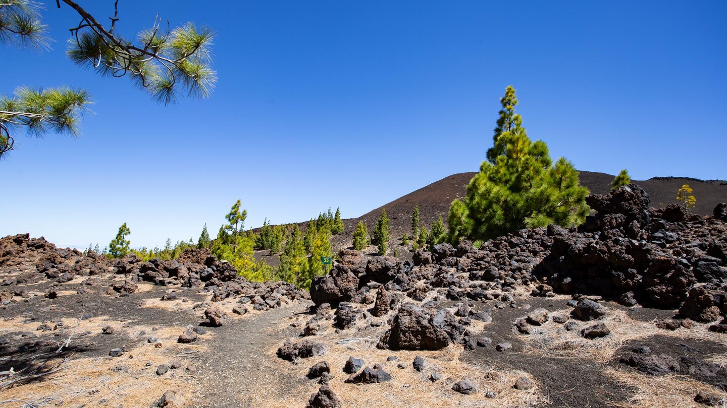 der Wanderweg 32 im Teide Nationalpark führ durch Lavagestein und Lapilli Flächen