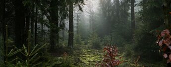 mystischer Stimmung im Wald des Fichtelgebirges