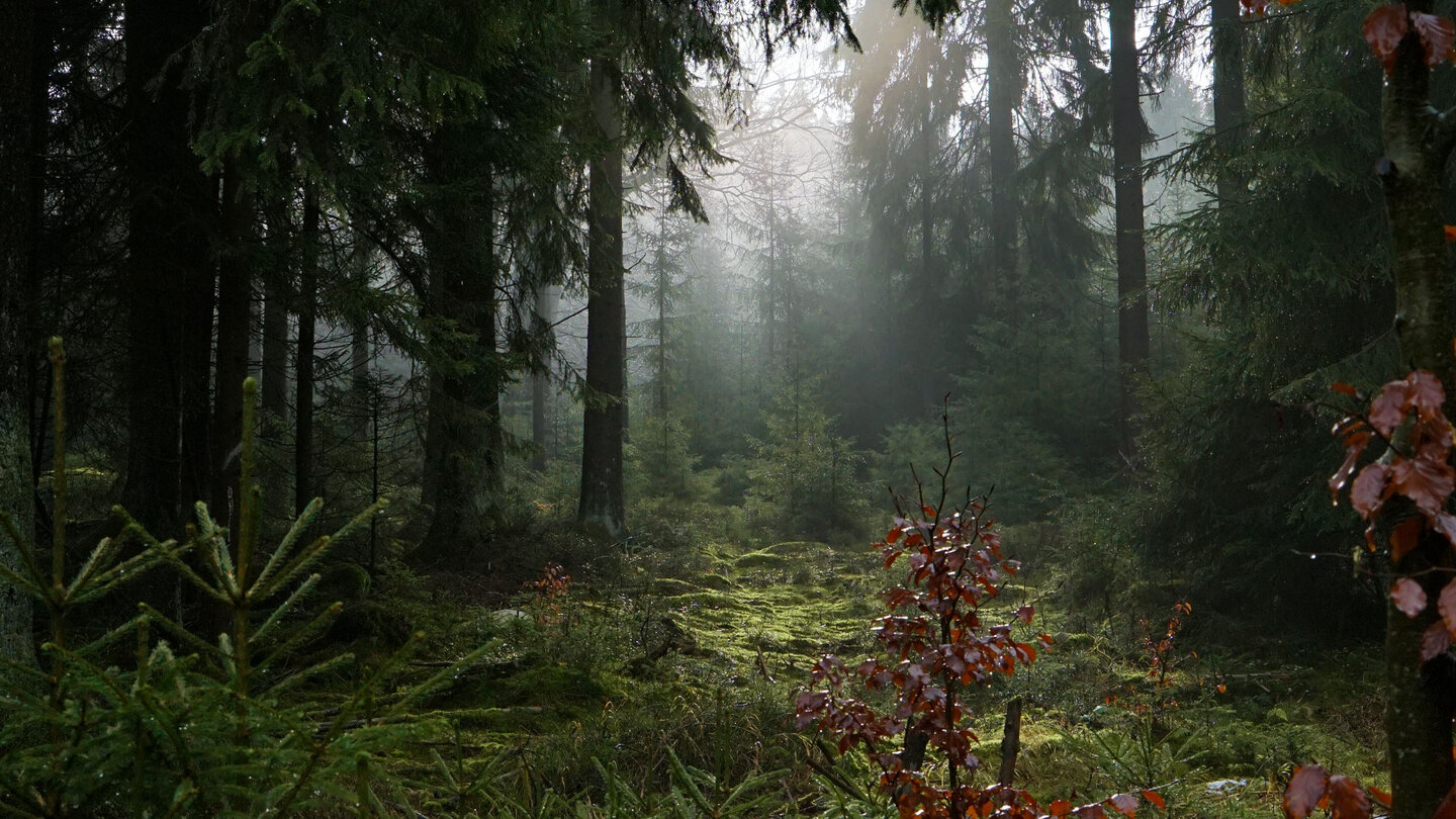 der Wald des Fichtelgebirges ist erfüllt von mystischer Stimmung mystischer Stimmung im Wald des Fichtelgebirges