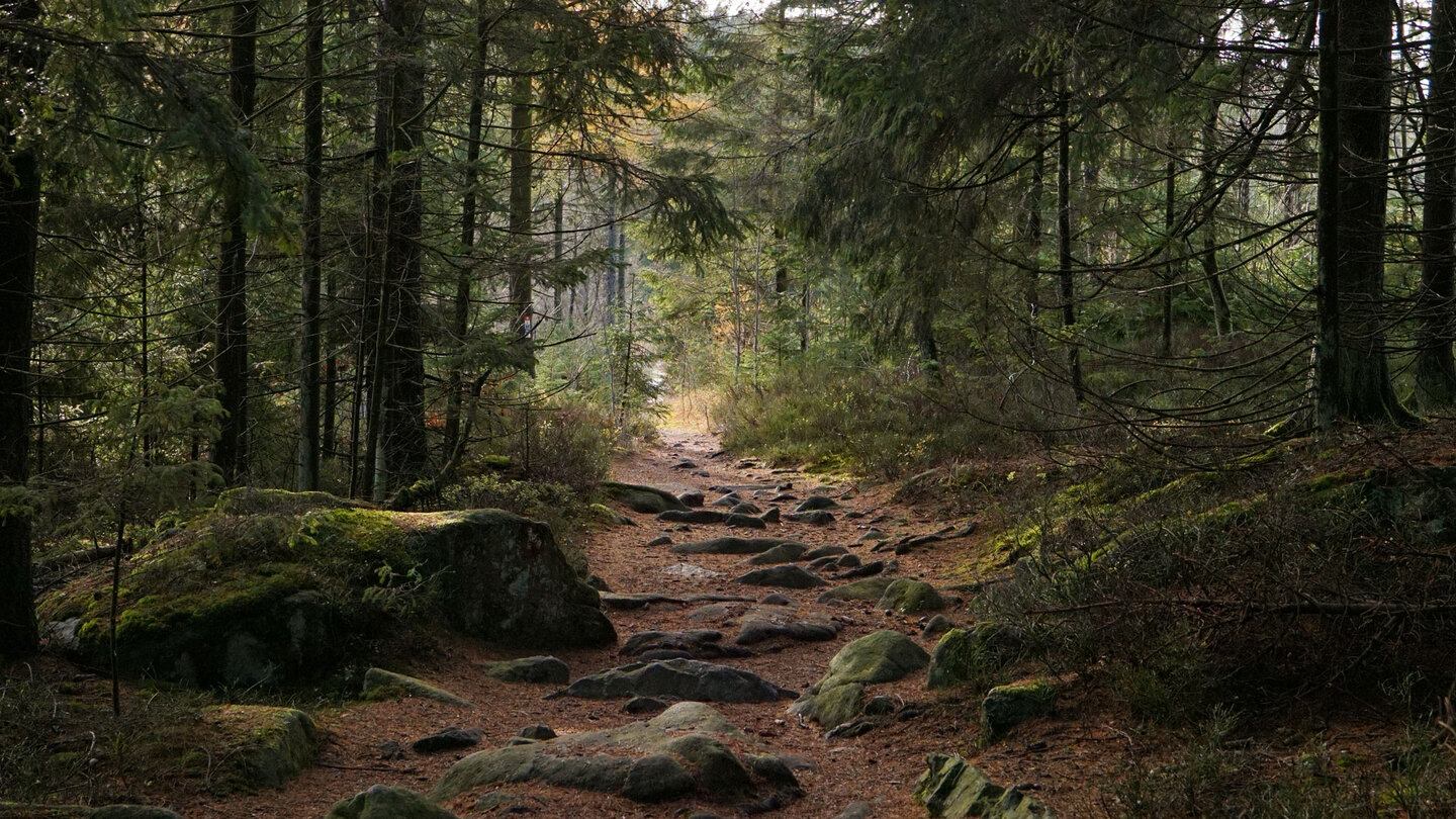 idyllischer Waldweg zum Rudolfsattel idyllischer Waldweg zum Rudolfsattel