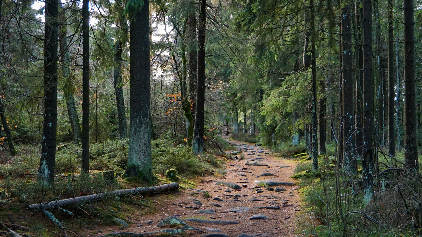 Wanderweg durch den Wald Wanderweg durch den Wald