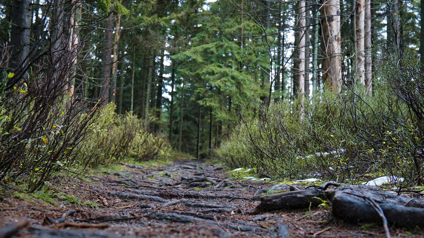 wunderschöne Wurzelpfade wunderschöne Wurzelpfade
