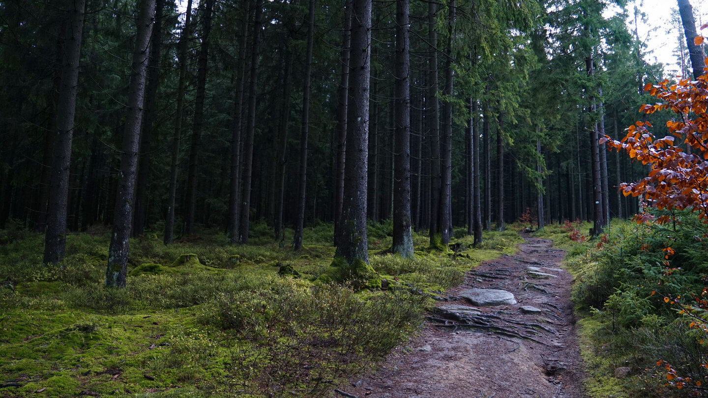 wurzelige Wanderpfade im Wald wurzelige Wanderpfade im Wald