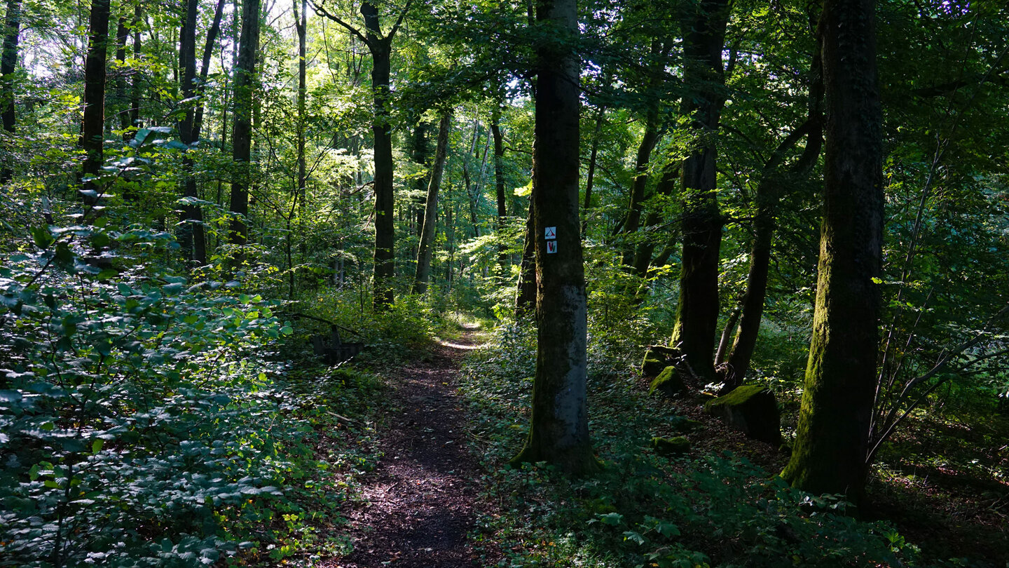 Wanderweg im Gründchen entlang des Gilgbachtals bei Ulrichstein.