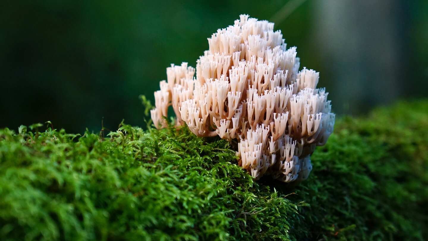 Korallenpilz auf moosbewachsenem Totholz im Wald.