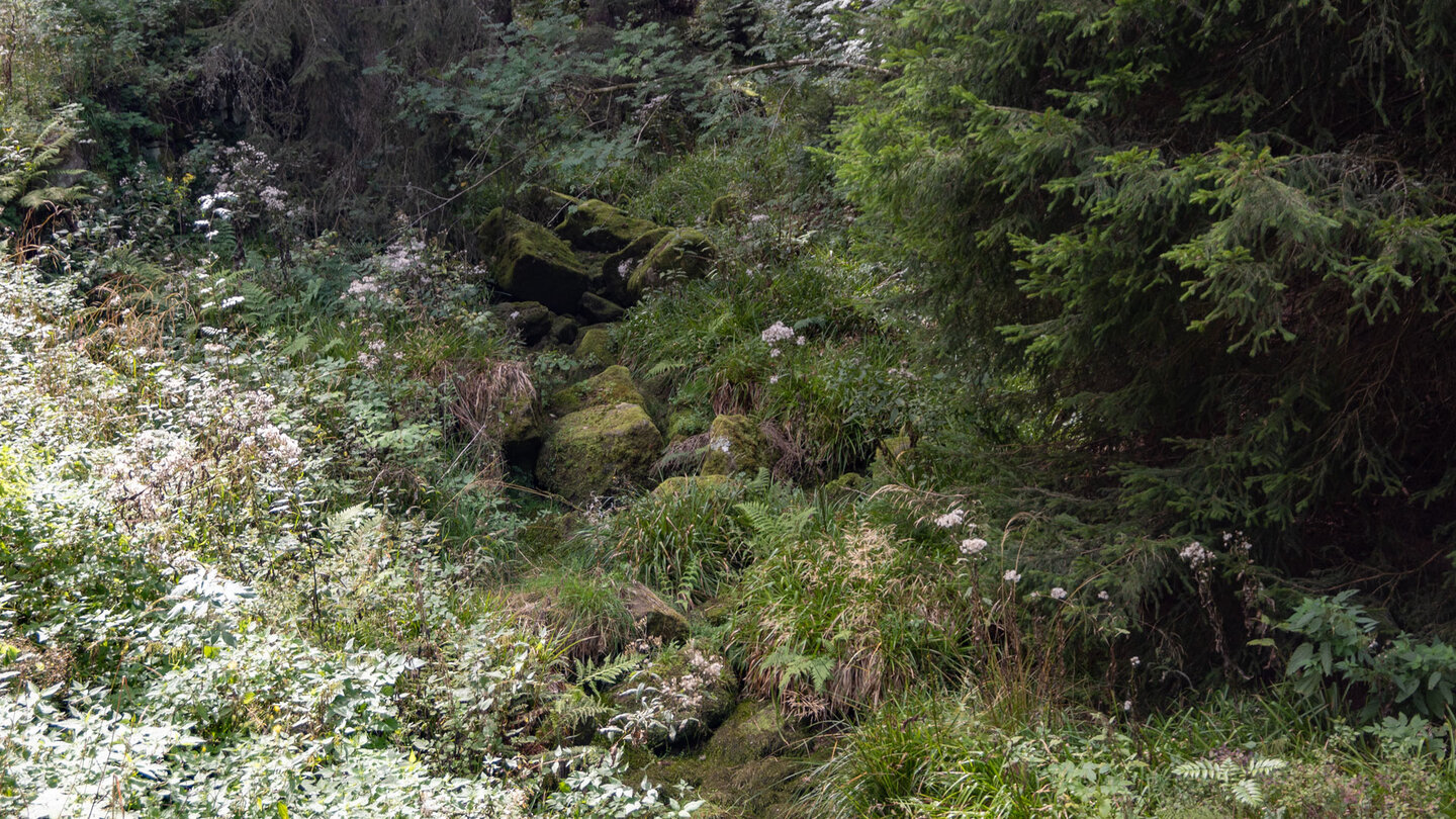 trockener Oberlauf der Dürreych