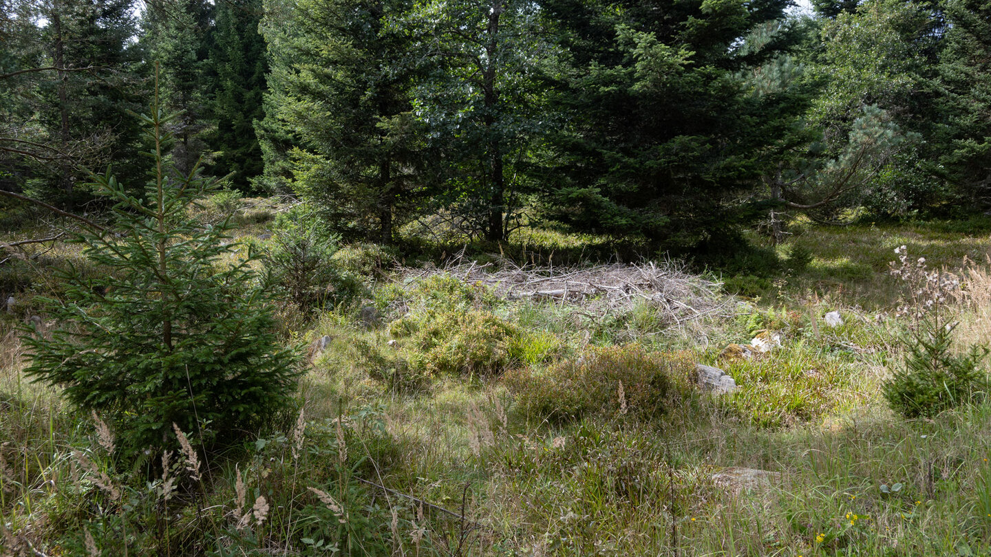 Wanderung durch Wald- und Wiesenlandschaft