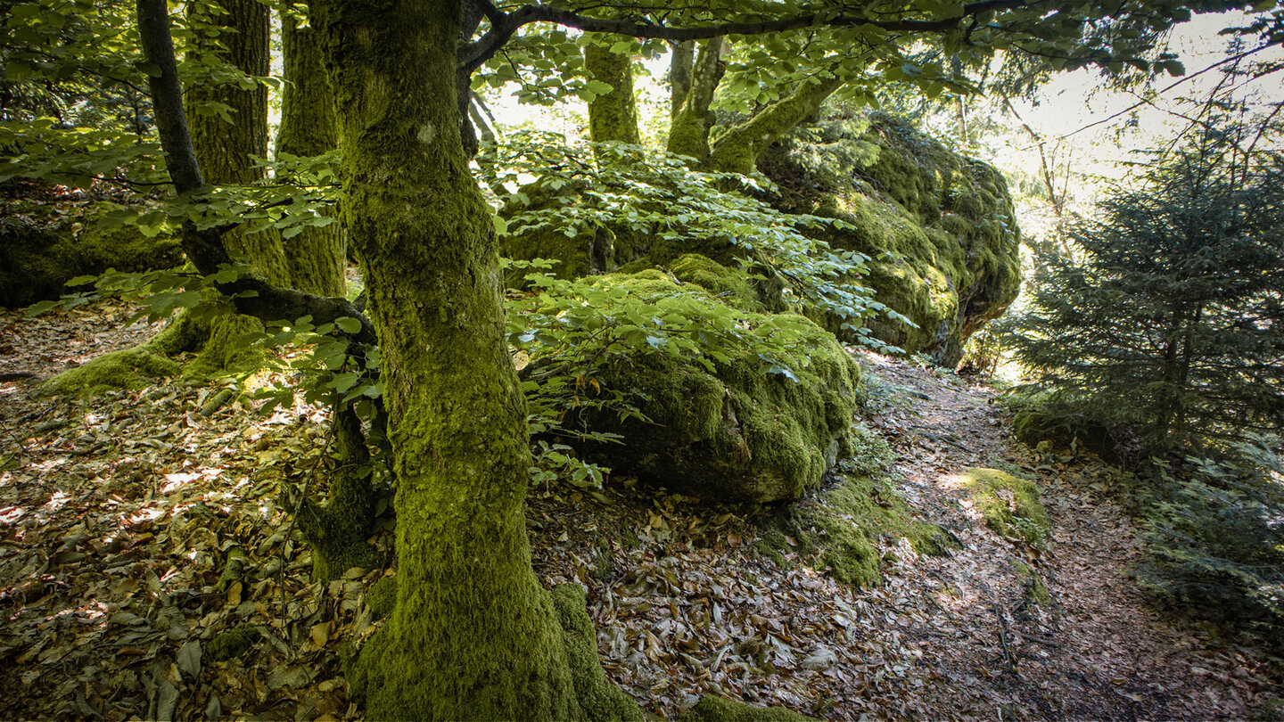 Wanderpfad entlang bemooser Felsen zum Rappenschrofen