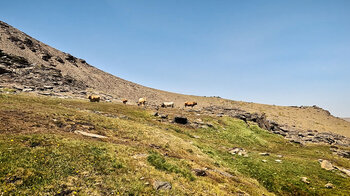 Kühe auf den Hochgebirgsweiden der Sierra nevada