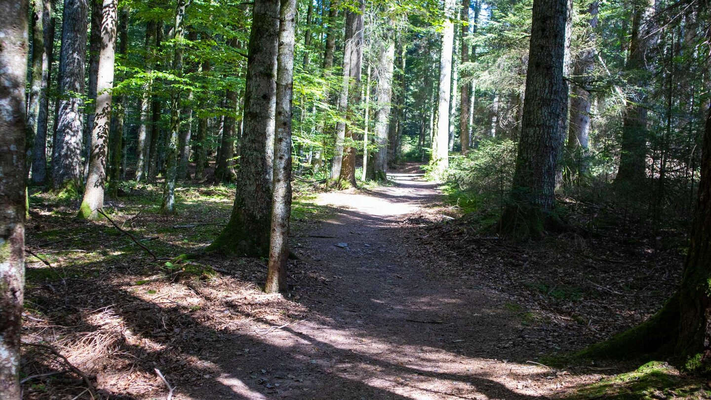 Wanderung durch den Jungholzwald