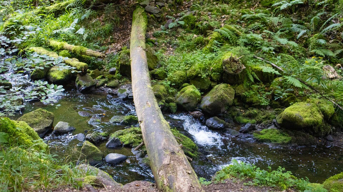 Bachlauf in der unteren Ravennaschlucht