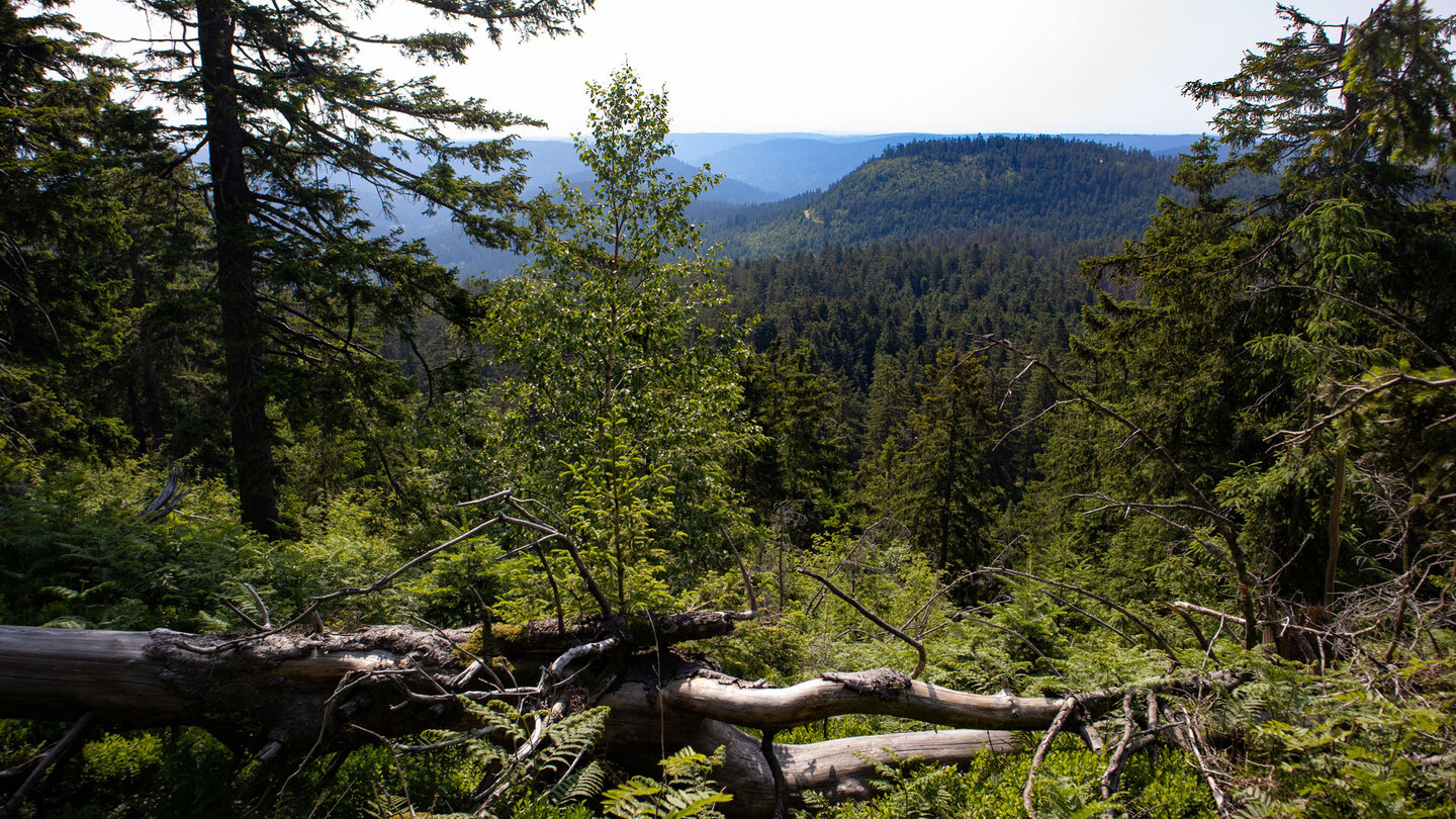 Blick über die Tannenwälder des Schwarzwalds