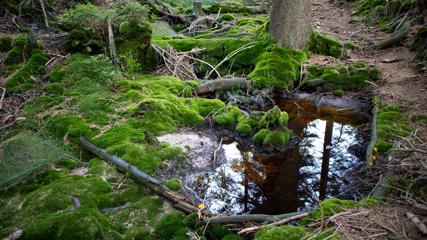 Moose an des Wasserbecken des Hochmoors