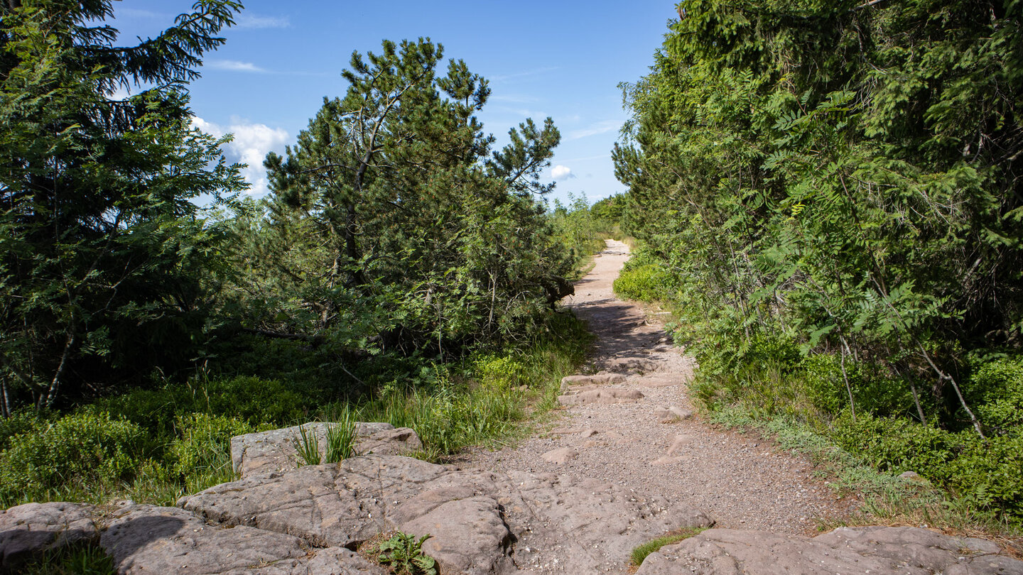 Wanderweg am Schliffkopf