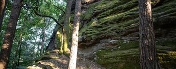 Dichtes Moos überzieht das Buntsandsteinriff des Pfaffenfels im Bärenbrunner Tal.