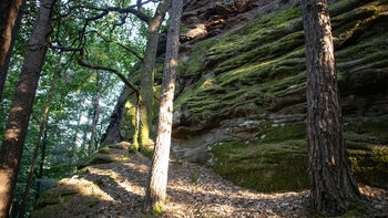 Dichtes Moos überzieht das Buntsandsteinriff des Pfaffenfels im Bärenbrunner Tal.