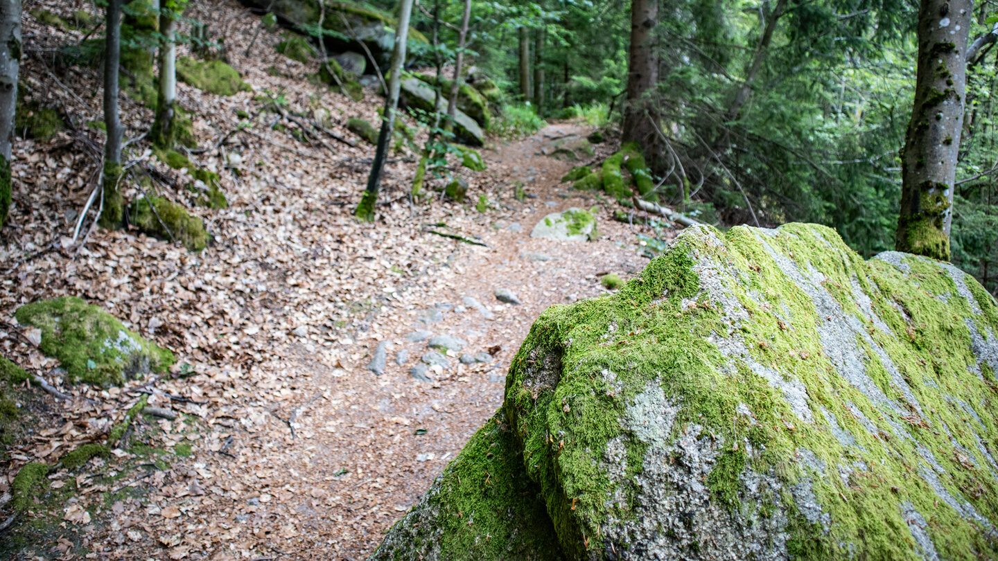 die Aufstiegseroute verläuft gemeinsam mit Westweg und Murgleiter