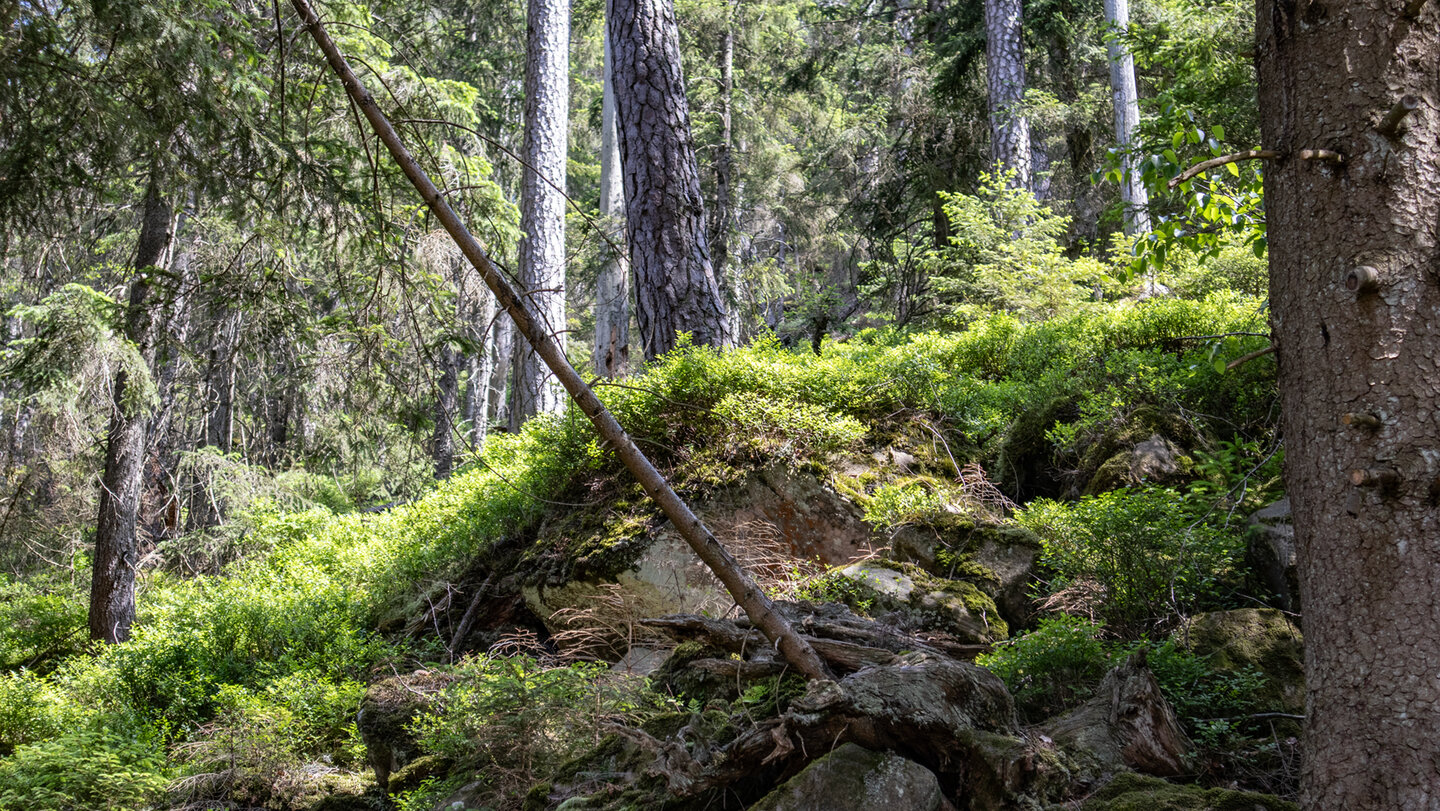 Wanderung durch Waldgebiete mit Felsen und Heidelbeersträuchern