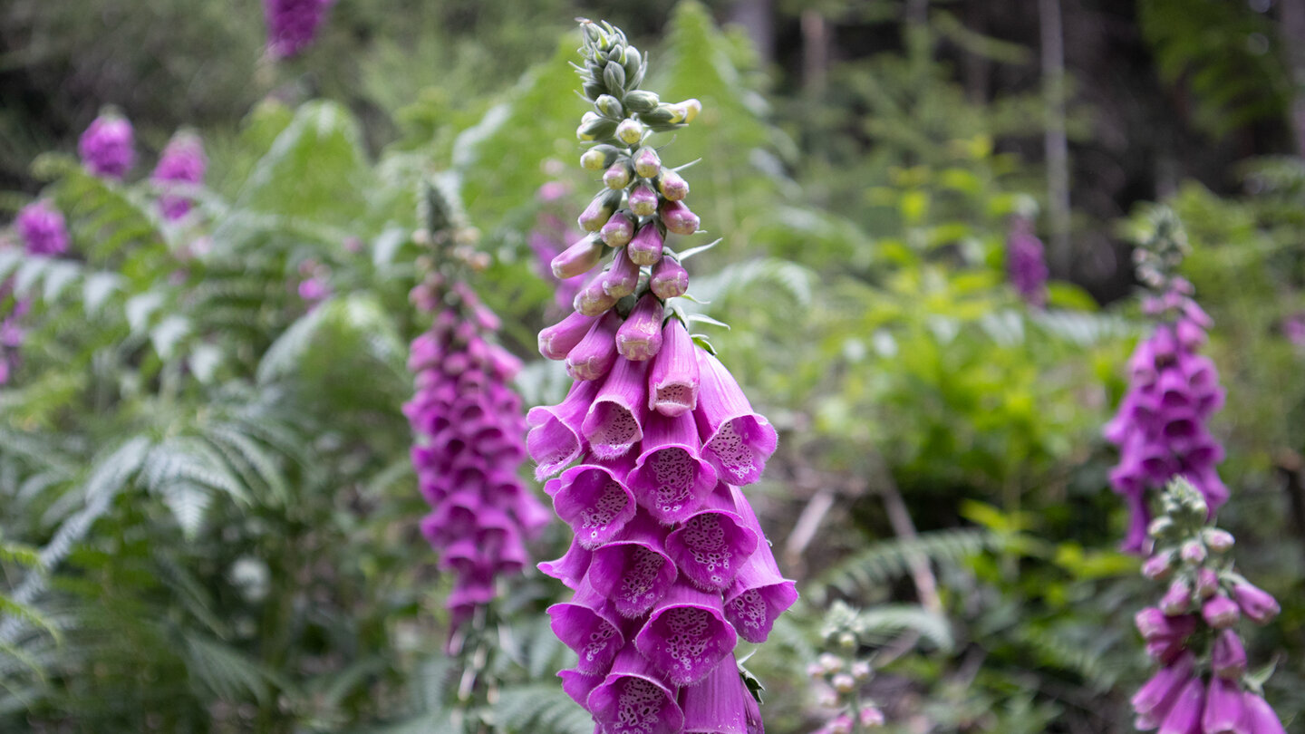 Fingerhüte am Wegesrand