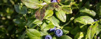 Heidelbeeren im Schwarzwald
